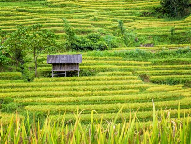 Lush green scenery stretching out to meet towering mountains in Mai Chau