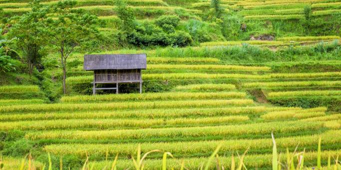 Stilt houses of the Thai trives in Mai Chau | On The Go Tours