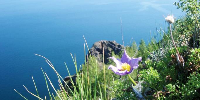 Flowers on Peschanoe Lake | Trans-siberian Railway | Russia