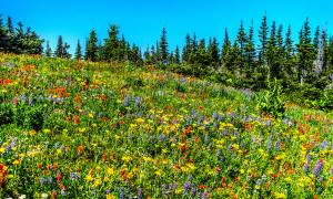 Sun peaks wild flowers - canada