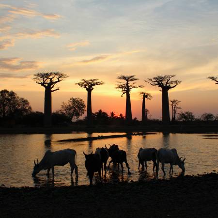 Sunset at Avenue Des Baobabs in Madagascar