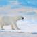 Polar bear on the pack ice | Svalbard | Norway 