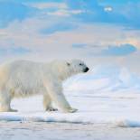 Polar bear on the pack ice | Svalbard | Norway 