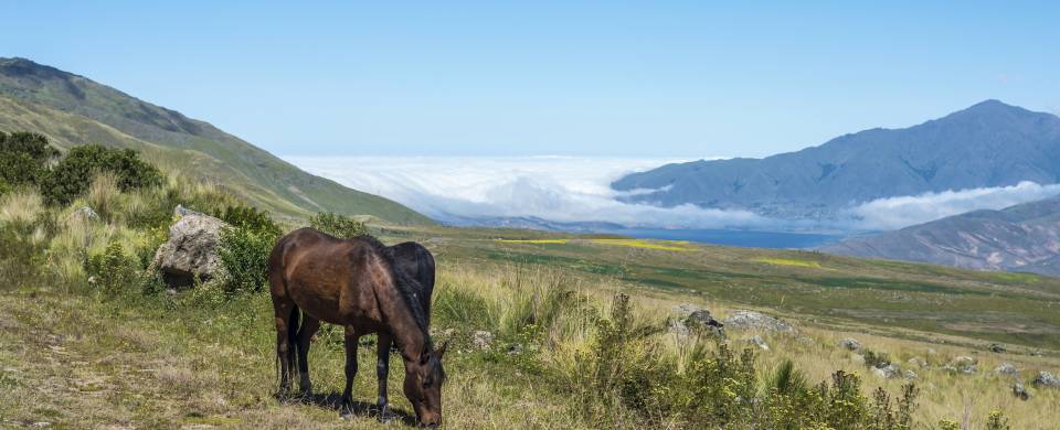 Horse grazing in the vivid grass in the Tafi del Valle