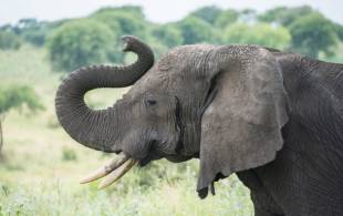 Tanzania - Katavi National Park