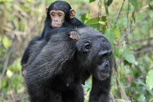 Tanzania - Mahale Mountains
