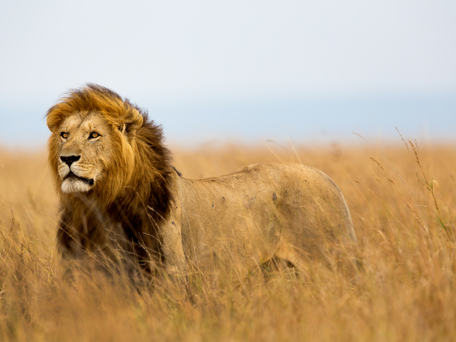 Masai Mara & Tanzania Explorer - 13 days
