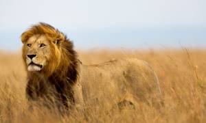 Tanzania and Masai Mara Explorer 13 days main image - lion in the Masai Mara