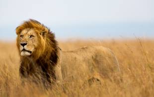 Tanzania and Masai Mara Explorer 13 days main image - lion in the Masai Mara