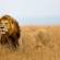 Tanzania and Masai Mara Explorer 13 days main image - lion in the Masai Mara