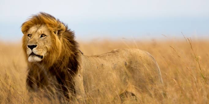 A male lion in the Masai Mara | Kenya