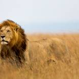 A male lion in the Masai Mara | Kenya