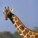 Giraffe | African Safaris | Africa