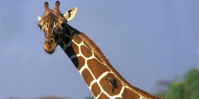 Giraffe | African Safaris | Africa