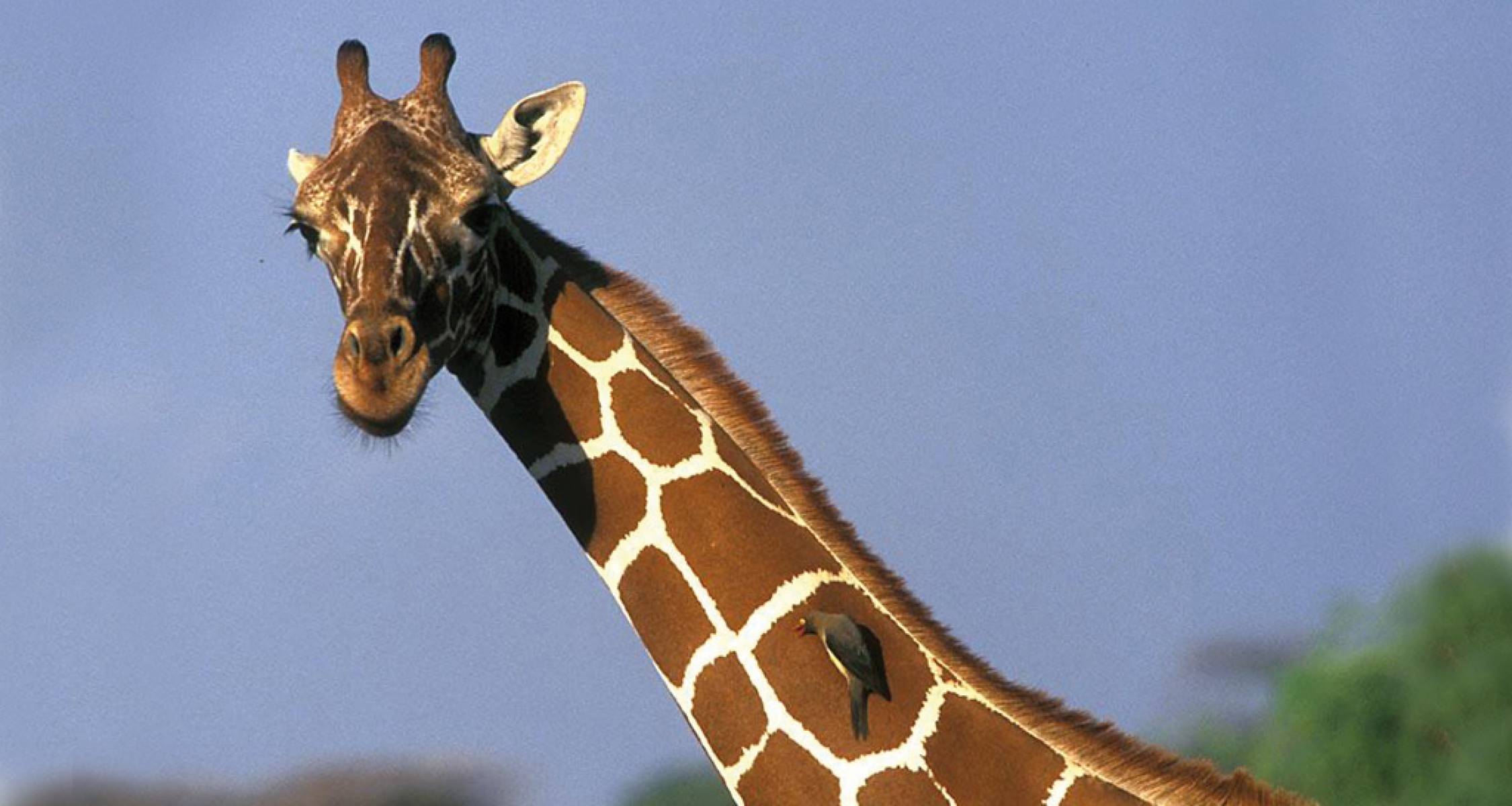 Tanzania Wildlife Week Day Lodge Safari On The Go Tours (From ZA)