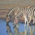 Hundreds of wildebeests on the savannah plains of Ngorongoro Crater