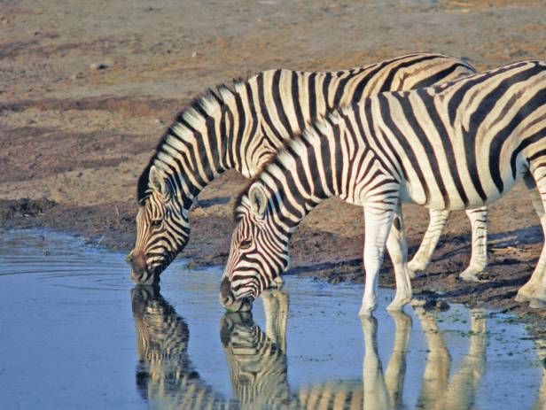 Hundreds of wildebeests on the savannah plains of Ngorongoro Crater