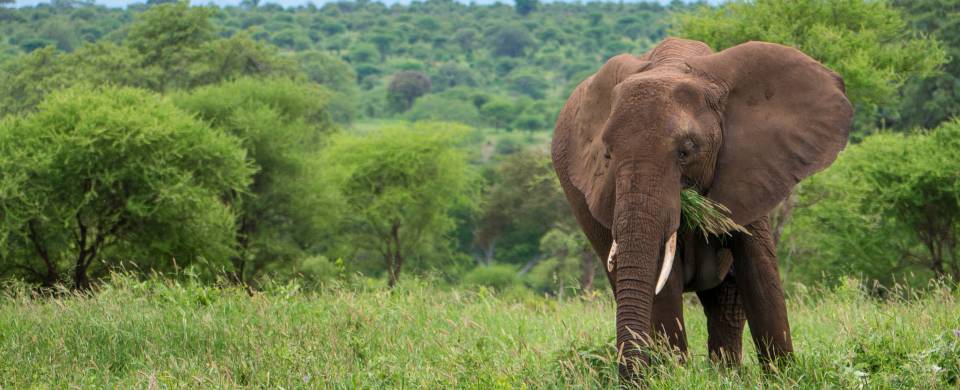 Elephant standing in lush green landscape in Tarangire National Park