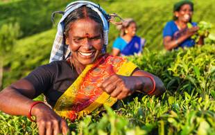 Tea pickers in Nuwara Eliya - Sri Lanka Tours - On The Go Tours