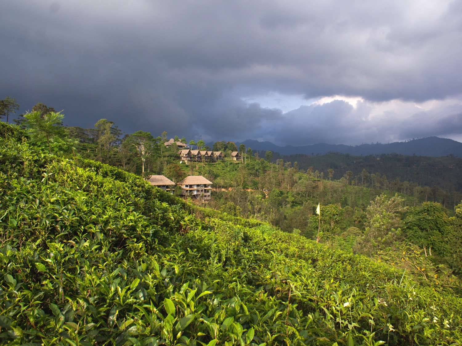 A tea plantation in Nuwara Eliya
