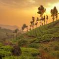 Rolling hills and tea gardens of Munnar