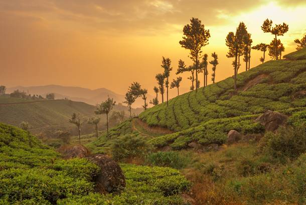 Tea plantations in the south - India - On The Go Tours