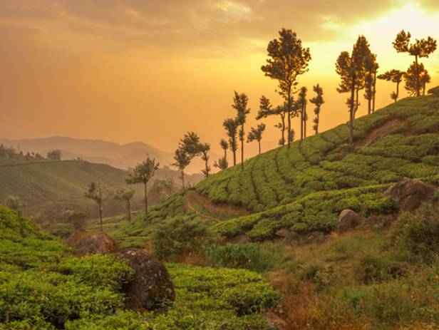 Rolling hills and tea gardens of Munnar