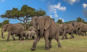 Terrific Tanzania and Zanzibar South main image - serengeti elephants