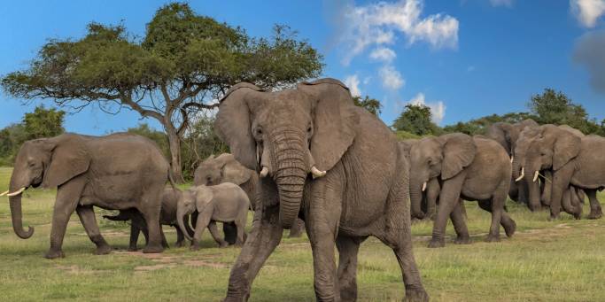 A herd of elephants in the Serengeti National Park | Tanzania 