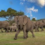 A herd of elephants in the Serengeti National Park | Tanzania 