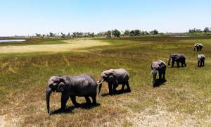 The Big Overlander Northbound Accommodated main image - Okavango Delta elephants