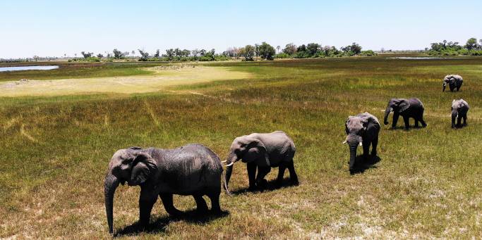 Elephants in the Okavango Delta | Botswana | Africa