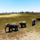 Elephants in the Okavango Delta | Botswana | Africa