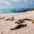Marine iguana on a rock on the Galapagos Islands