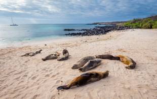 The Galapagos Islands in Ecuador - South America - On The Go Tours