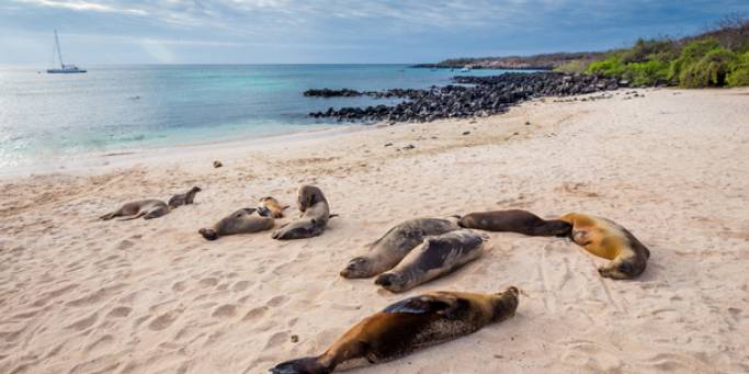 The Galapagos Islands is one of the best places to visit in Ecuador