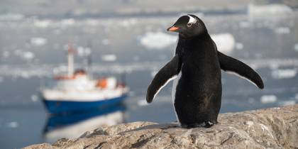 The Ushuaia and a penguin - Antarctica Expedition Cruises - On The Go Tours