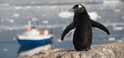 The Ushuaia and a penguin - Antarctica Expedition Cruises - On The Go Tours