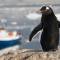 The Ushuaia with a penguin in the foreground | Photo courtesy of Facundo Santana | Antarctica