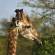 Giraffe | African Safaris | Africa
