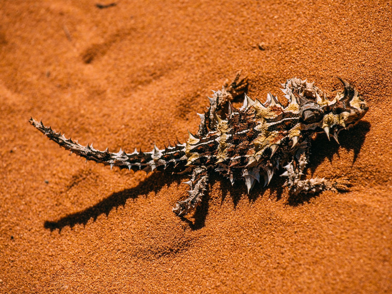 Day 2 - Gorges, Wildflowers & Beachfront Stay