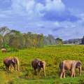 Chitwan Highlight