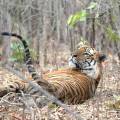 Ranthambore tiger in tree - New Web Image - On the Go Tours