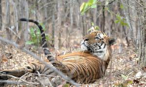 Tiger - India