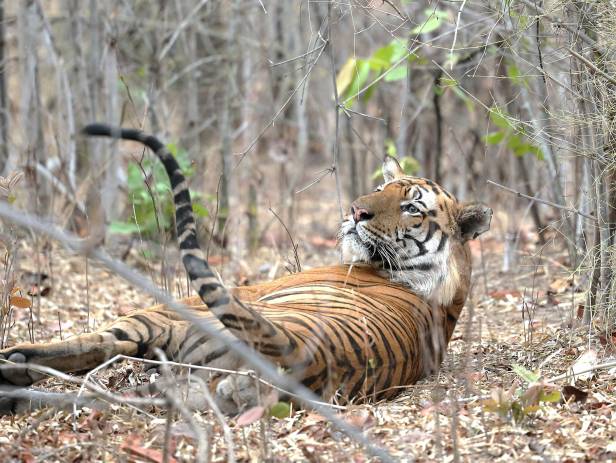 Ranthambore tiger in tree - New Web Image - On the Go Tours