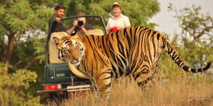 A tiger safari | India