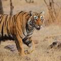 Ranthambore tiger in tree - New Web Image - On the Go Tours