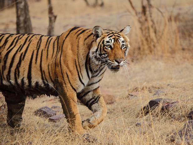 Ranthambore tiger in tree - New Web Image - On the Go Tours