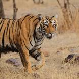 Tiger in Ranthambore National Park | India