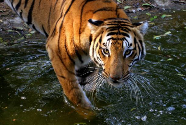 Tiger in water - About Tigers image
